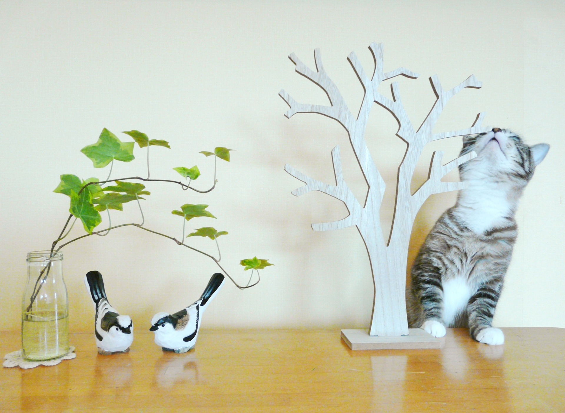 我が家の可愛い家族(猫編)