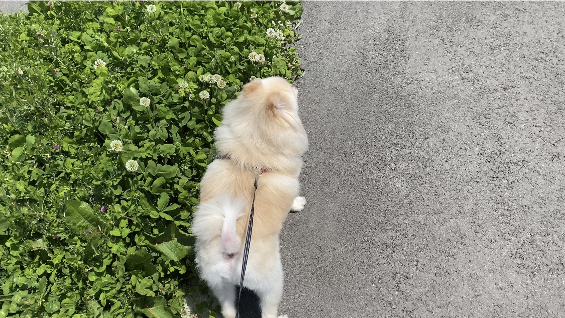 休校延長になりました