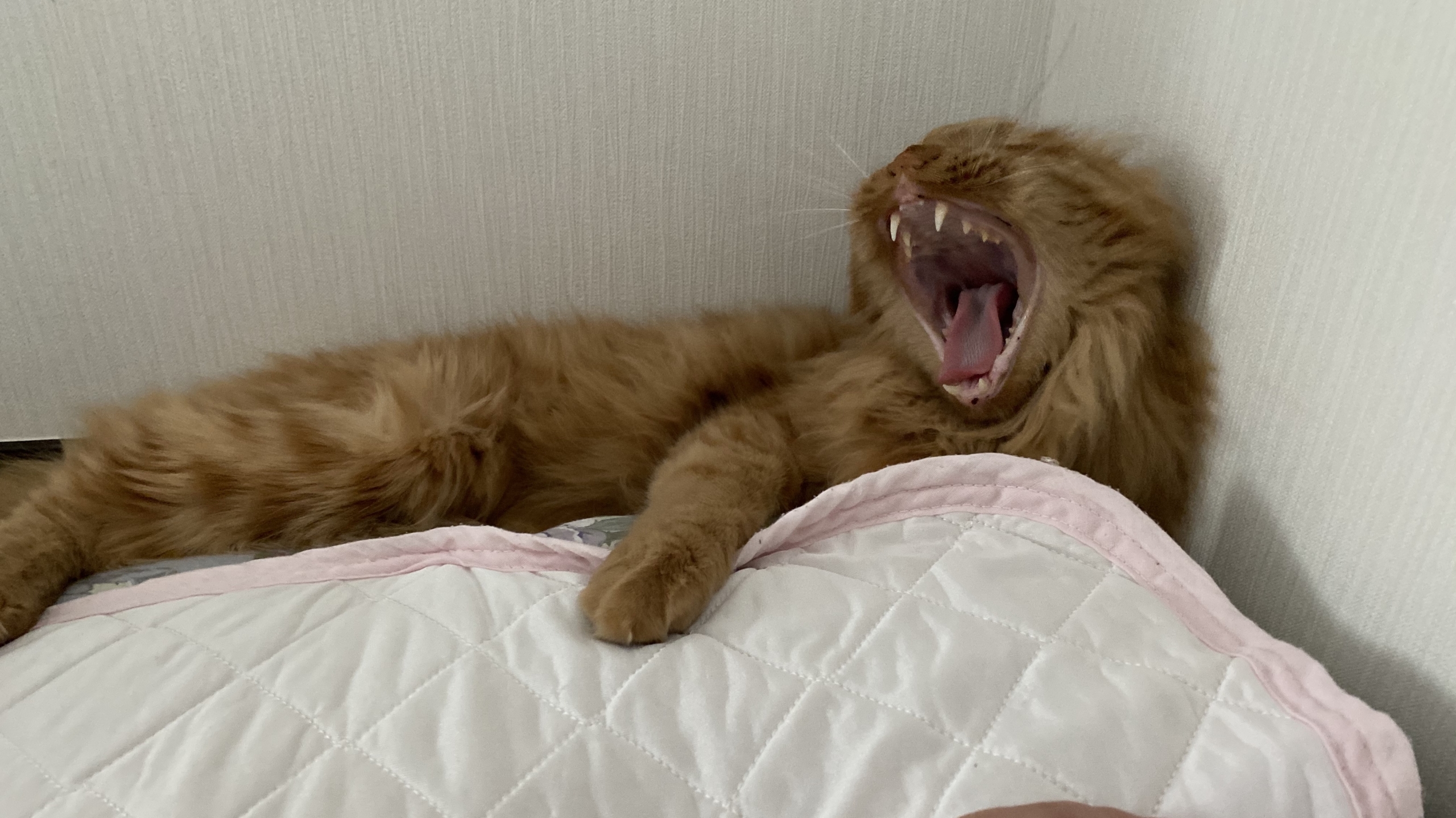 コンサータ27mgの副作用